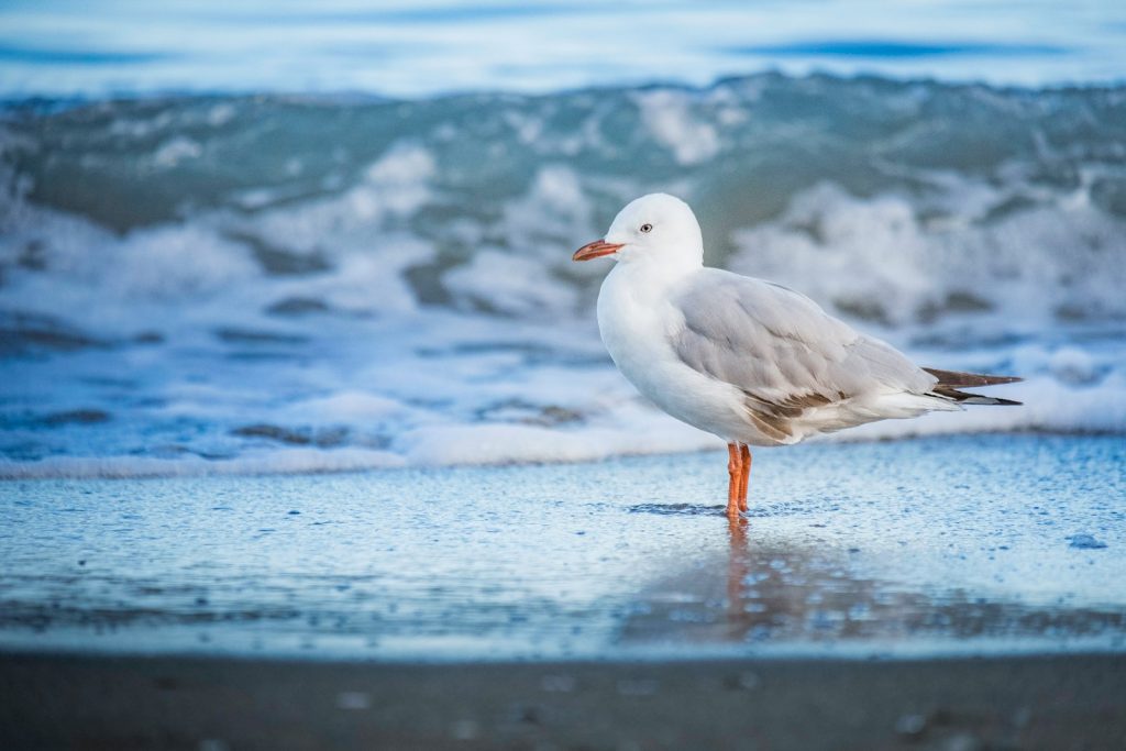 Sea gull on beach - just another example of blogging inspiration that is everywhere