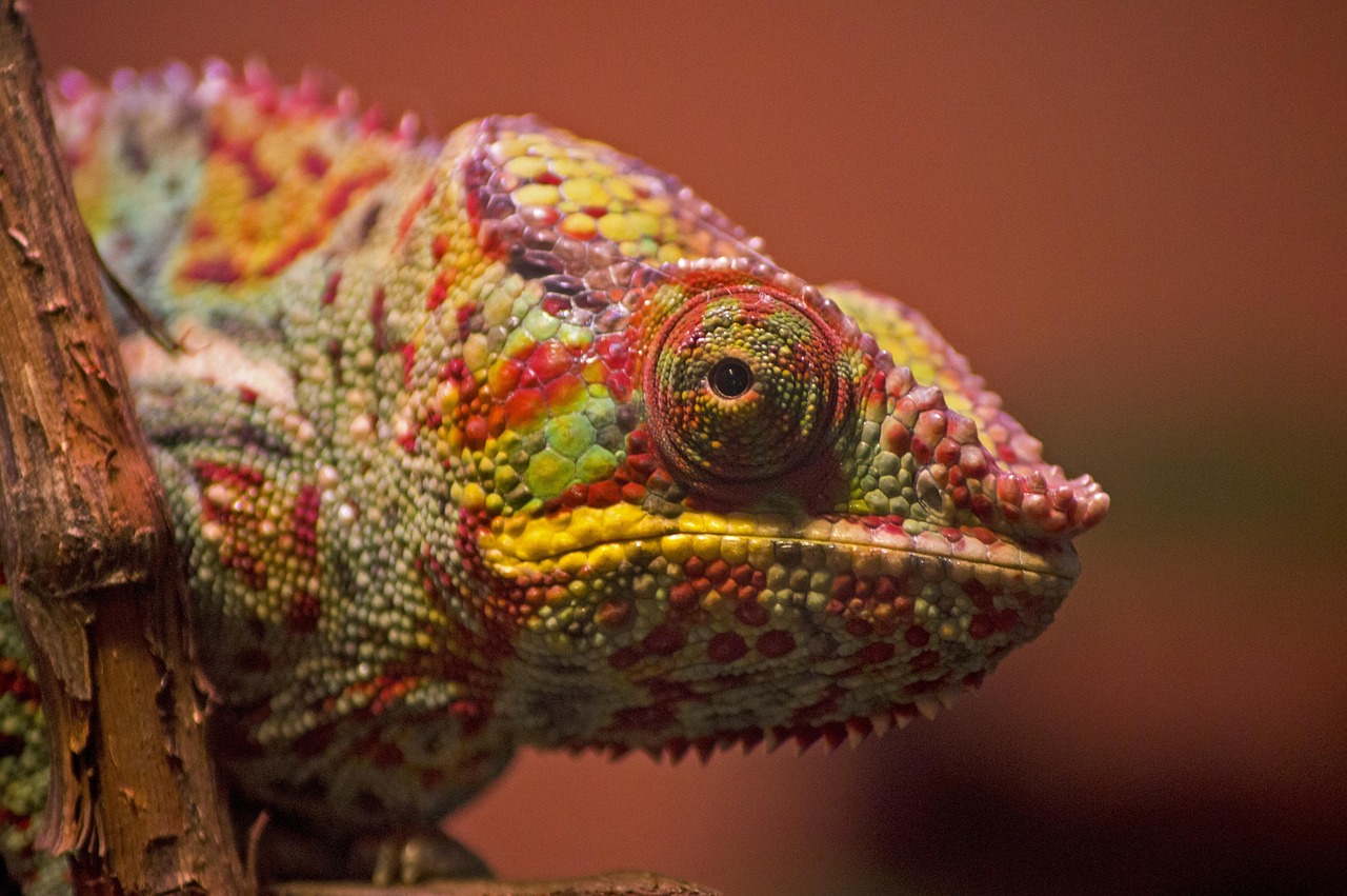 Colour-changing chameleon representing problem of inconsistent brand voice confusing guests