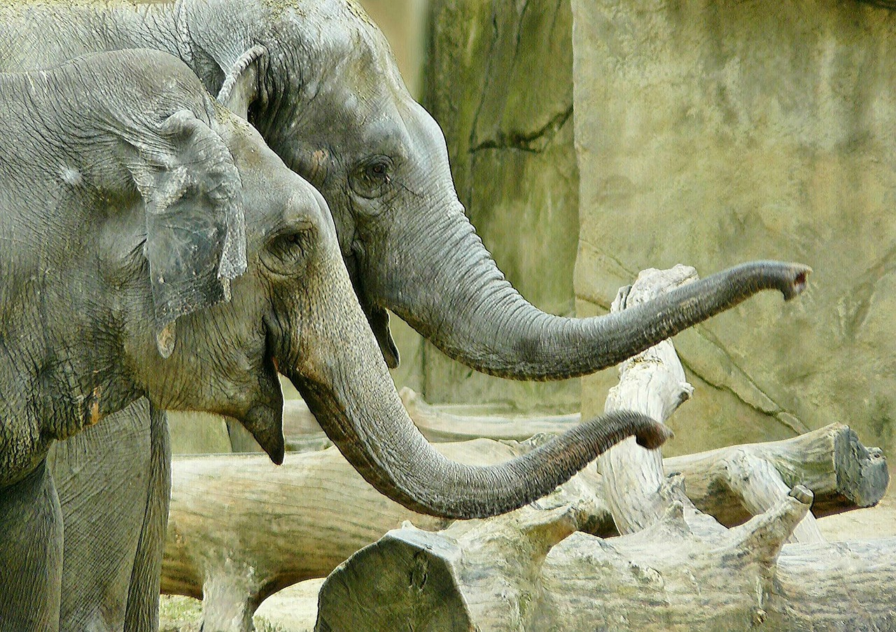 Two elephants with trunks touching representing connection and trust in travel relationships