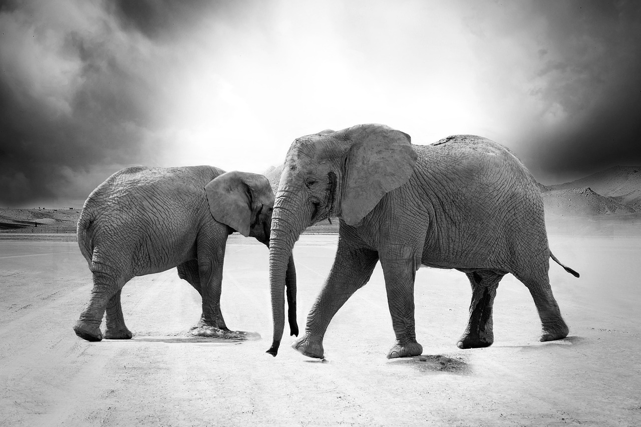 Two elephants representing AI elephant in room for maintaining authentic voice in copywriting