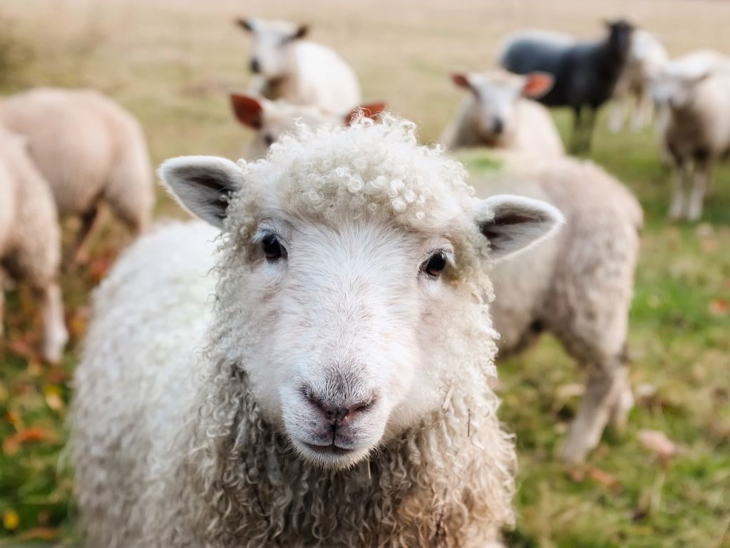 Sheep looking at camera in countryside field illustrating the sheep story from voice coaching session