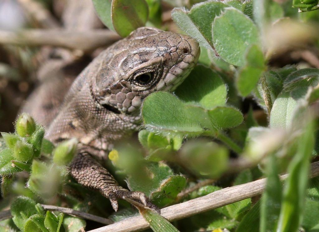 Camouflaged lizard blending into green foliage representing how your authentic voice is hidden from yourself